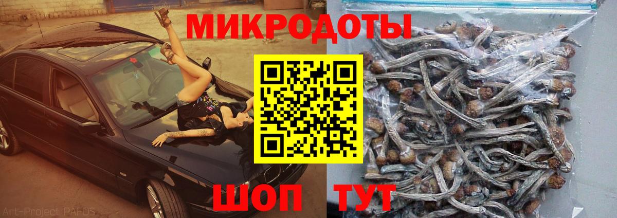 Каменка  Псилоцибиновые грибы Psilocybe  Вход с VPN  Псилоцибиновые грибы ЛСД 